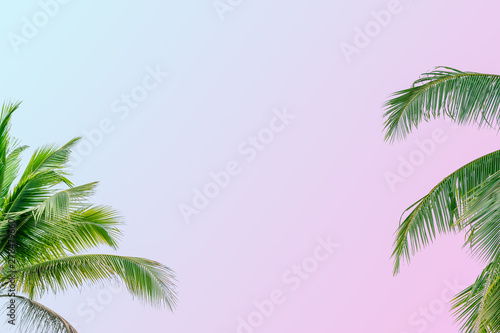 Tropical coconut palm leaves on pastel background for summer concept and Spring lifestyle design with copy space. © RoBird