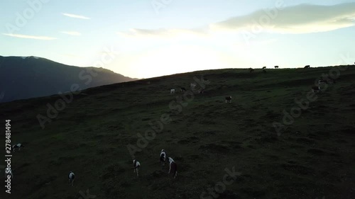 flying over walking cows on a mountain field in the evening photo