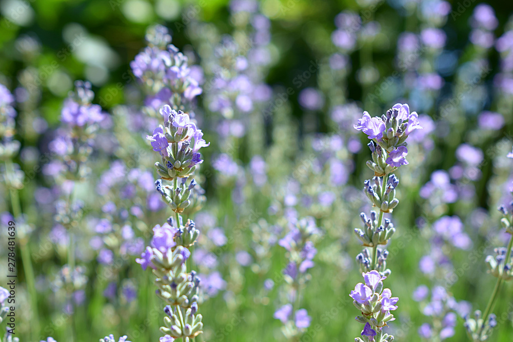 Lavender lavender flowers closeup. Lavender lavender flowers closeup.