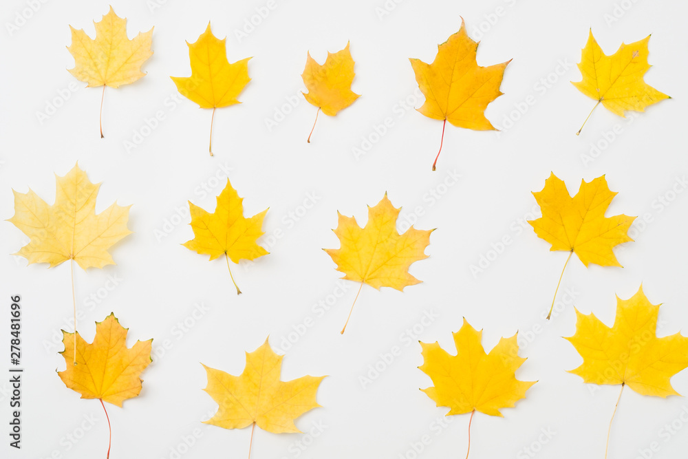 Maple pattern autumn background. Fall yellow leaves arranged on white surface. Maple pattern autumn background. Fall yellow leaves arranged on white surface.