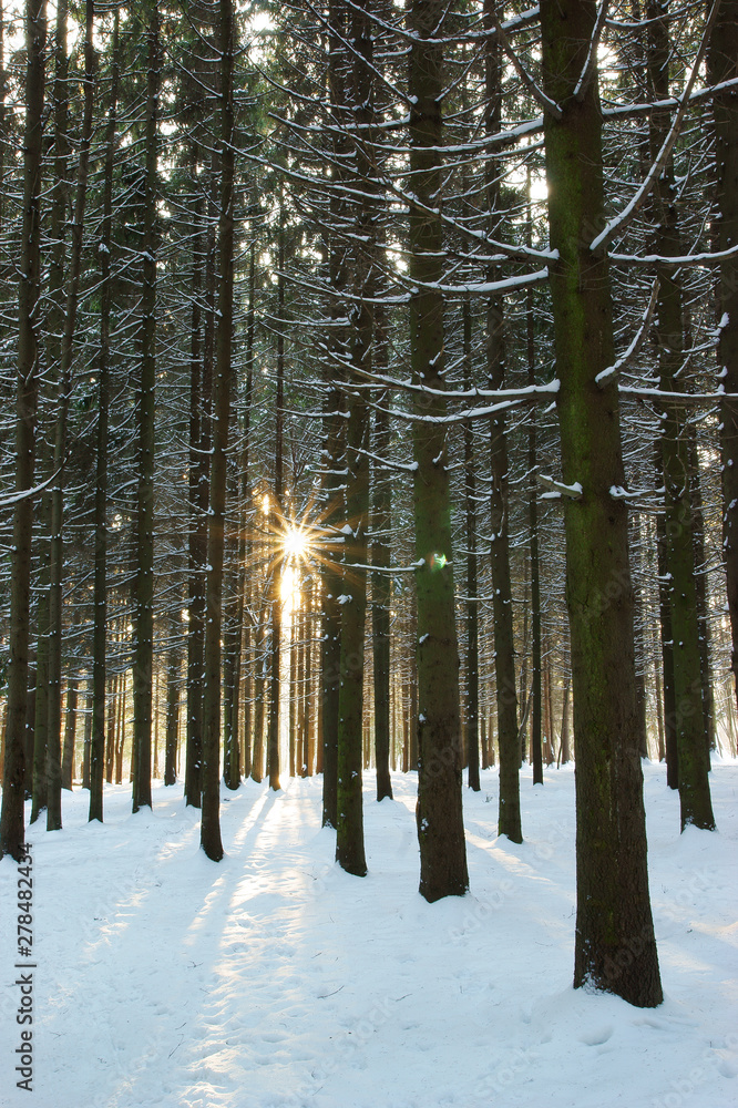 Fototapeta premium Winter and forest and sun rays