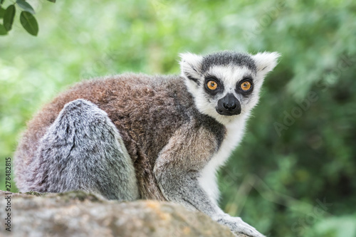 Ring tailed lemur (lemur catta) in the garden