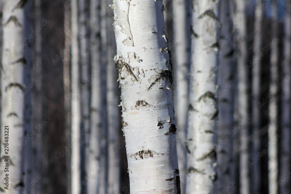 Fototapeta premium Winter snow birch forest great landscape
