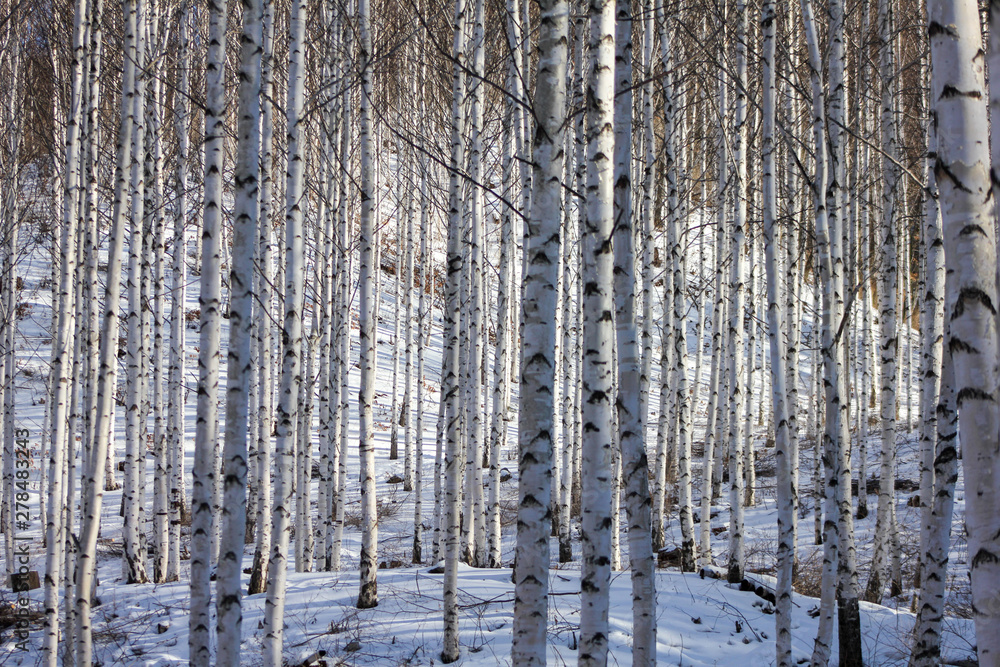 Fototapeta premium Winter snow birch forest great landscape