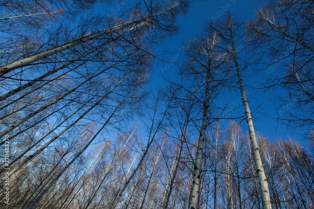 Winter snow birch forest great landscape Winter snow birch forest great landscape