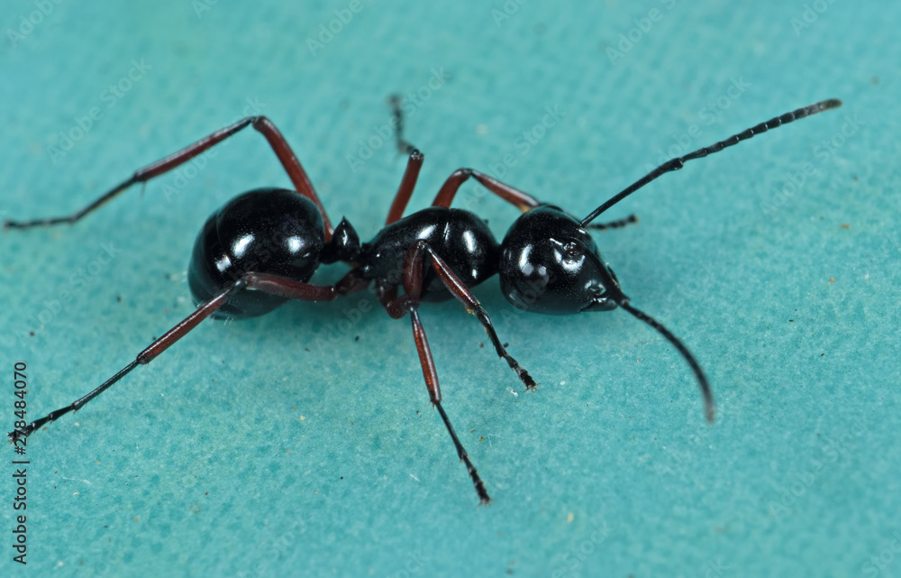 Fototapeta premium Macro Photo of Black Ant on Green Floor
