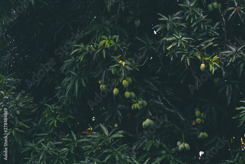 Canvastavla Tropical tree