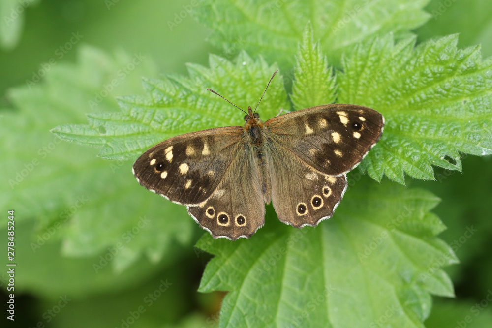 Obraz premium A beautiful Speckled Wood Butterfly, Pararge aegeria, opening up its wings perched on a stinging Nettle leaf.