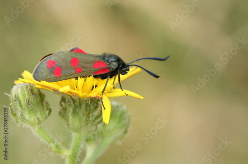 A pretty Six-spot Burnet Moth, Zygaena filipendulae, perched on a flower in a meadow.