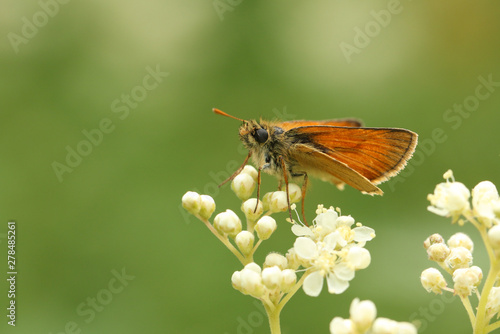 A stunning Small Skipper Butterfly, Thymelicus sylvestris, perched on a flower.