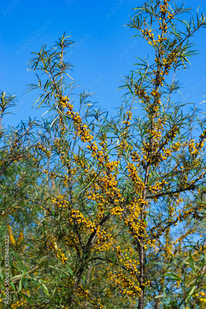Sea buckthorn Hippophae berries riping on branch against sky, close-up, selective focus, shallow DOF