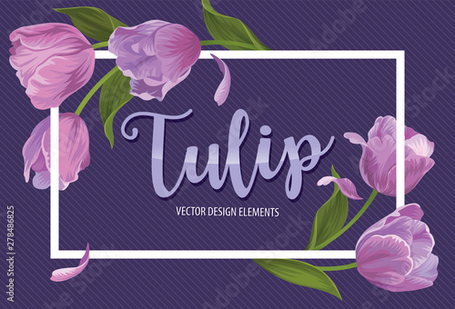 Blooming beautiful purple tulip flowers on violet background template. Vector set of blooming floral for wedding invitations, greeting card, voucher, brochures and banners design.