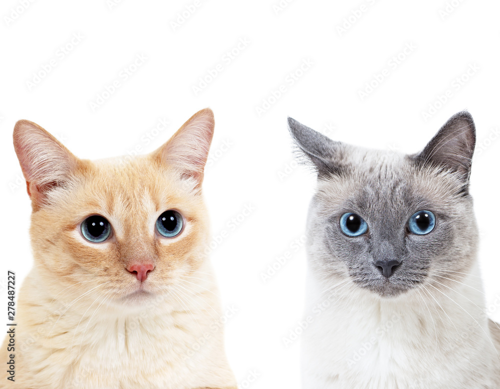 Blue-point colored thai cat and tabby ginger cat together.