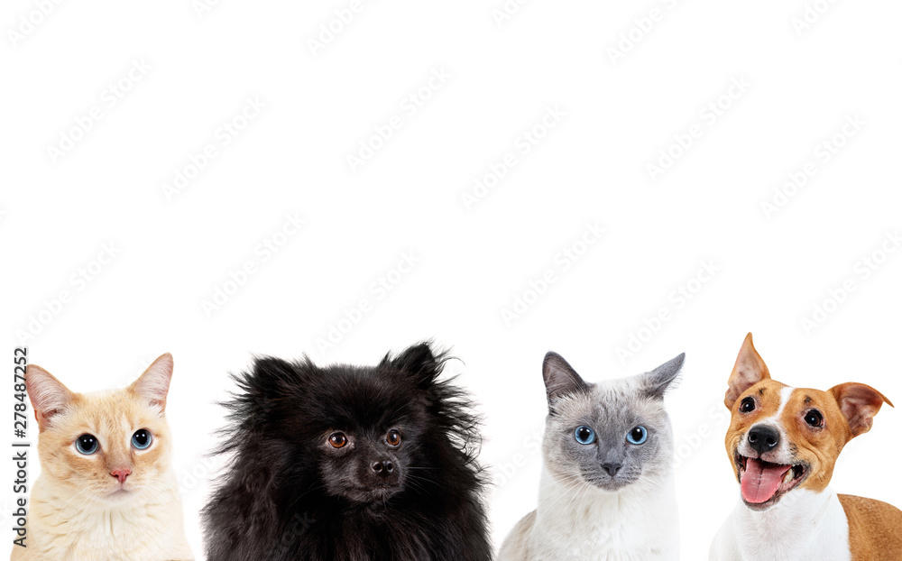 Collage of domestic animals with copy space over heads.