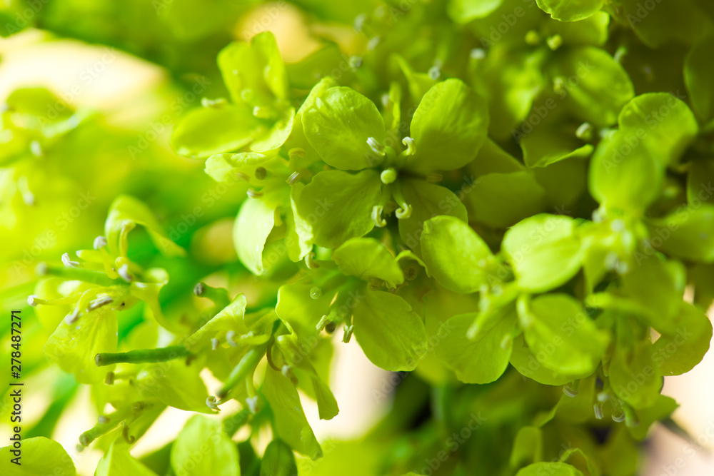green wild flowers on brown wooden background green wild flowers on brown wooden background