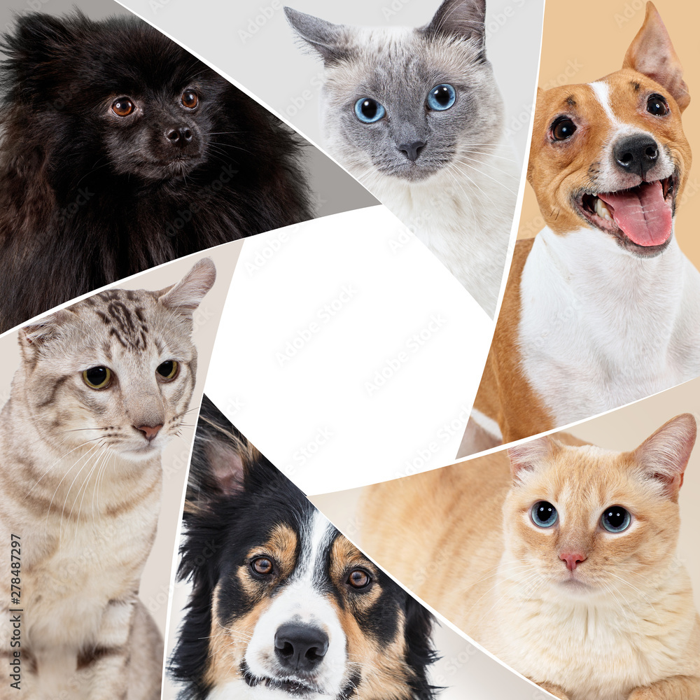 Obraz premium Collage of domestic animals in circle with copy space.