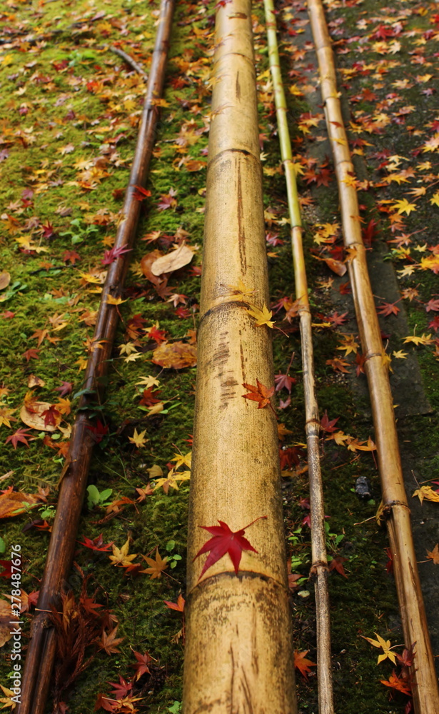 Fototapeta premium 竹に付く紅葉の落ち葉の様子です