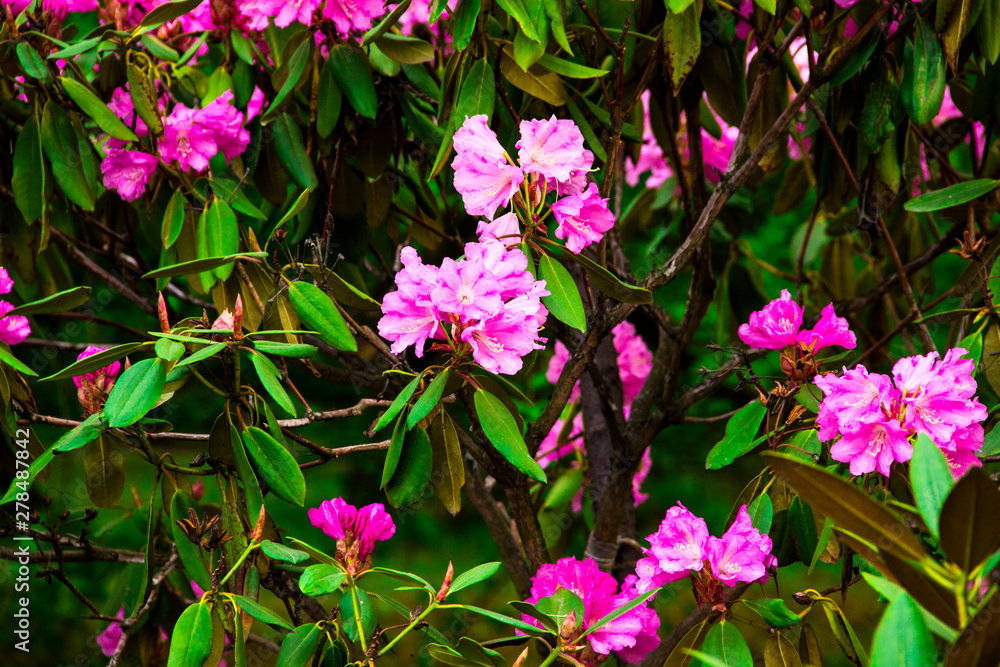 Summer flowers. Pink azalea in the garden at sunny summer day. Beautiful summer landscape. Flower background. Flower for postcard beauty decoration and agriculture concept design.Care of garden plants Summer flowers. Pink azalea in the garden at sunny summer day. Beautiful summer landscape. Flower background. Flower for postcard beauty decoration and agriculture concept design.Care of garden plants