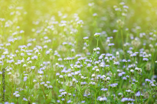Beautiful wild flowers in meadow with morning sunlight background. Selective focus  blurred background.