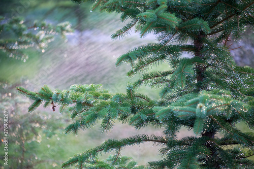 water splash on a tree, wet tree © donikz