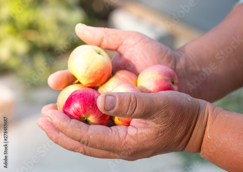 many red, tasty, sweet apples in the hand of man