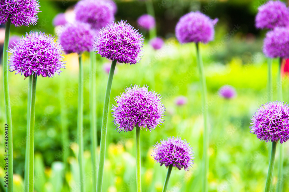 Obraz premium Summer flowers. Lilac flowers in the garden on green blurred background at sunny summer day. Beautiful summer landscape.Flower background. Flower for postcard beauty decoration and agriculture concept