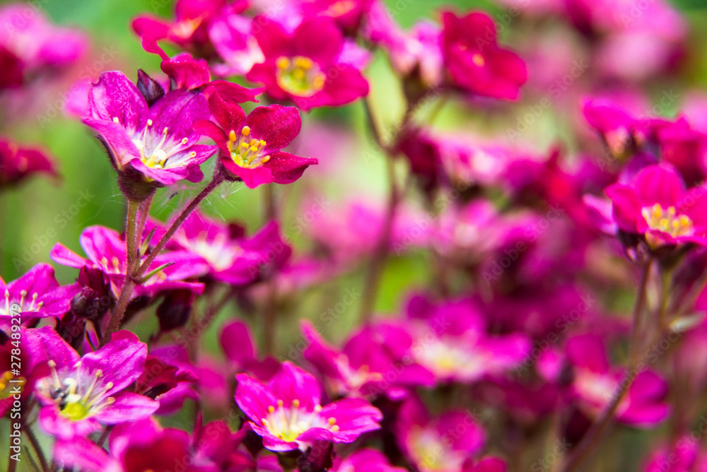 Summer flowers. Pink flowers in the garden at sunny summer or spring day. Beautiful summer landscape, soft focus. Flower background.Flower for postcard beauty decoration and agriculture concept design Summer flowers. Pink flowers in the garden at sunny summer or spring day. Beautiful summer landscape, soft focus. Flower background.Flower for postcard beauty decoration and agriculture concept design