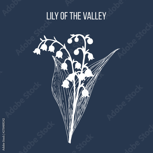 Lily of the valley Convallaria majalis , medicinal plant