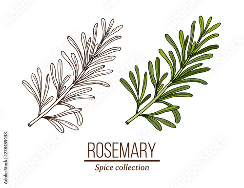 Rosemary, spice and medical herb