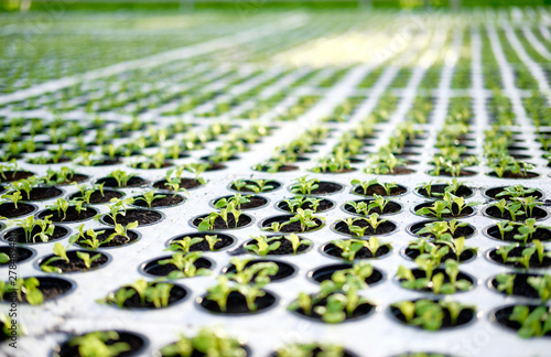 Obraz na płótnie Young Plants Sprout in Potty Block Greenhouse