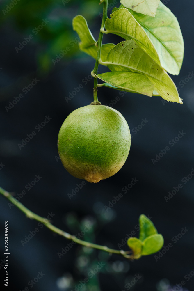 Botanical Nature Green Tropical Lime Leaves Tree Botanical Nature Green Tropical Lime Leaves Tree