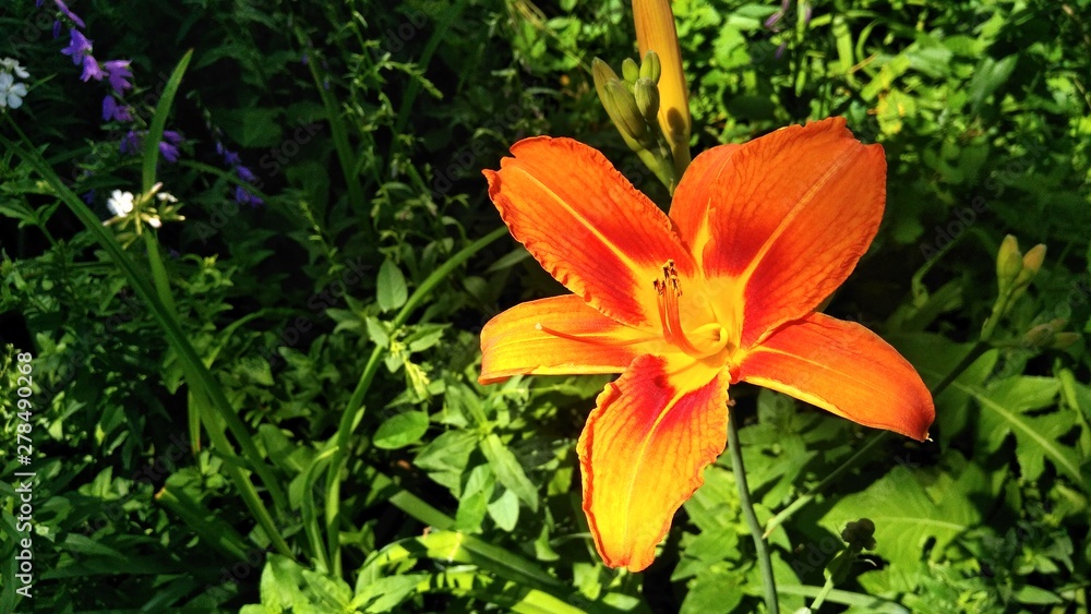 orange lilies in the garden 15.07.19