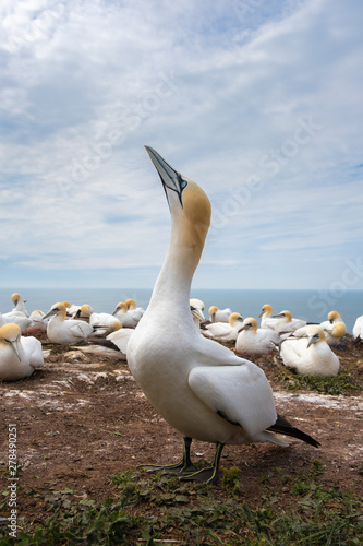 colony of Northern Gannet (Morus bassanus) photo