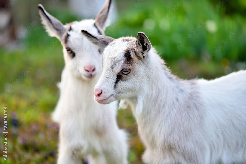 Two white baby goats standing on green lawn Two white baby goats standing on green lawn