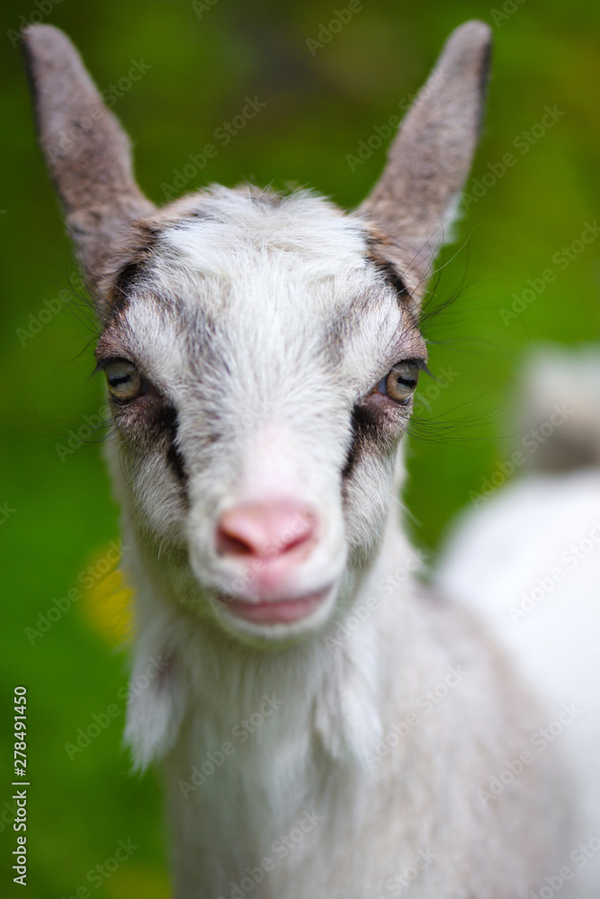Portrait a white baby goat on green lawn Portrait a white baby goat on green lawn