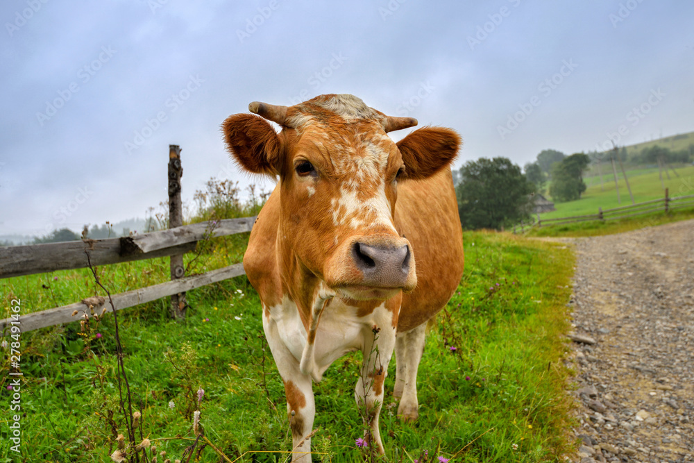 Beautiful white red-haired young cow on pasture looking at camera
