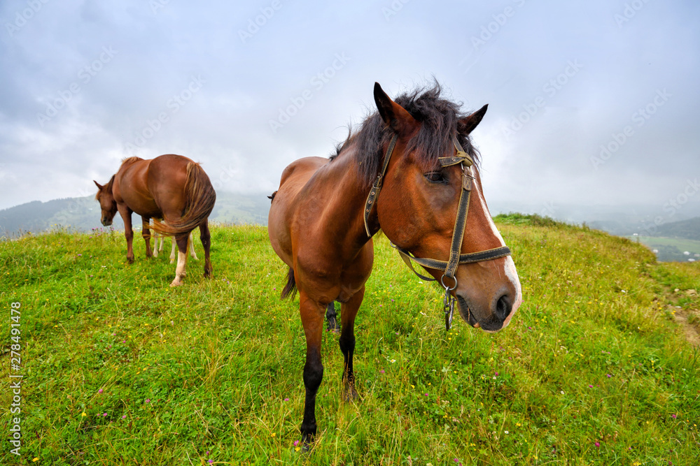Horses on the meadow in the mountains. Foggy morning pasture Horses on the meadow in the mountains. Foggy morning pasture