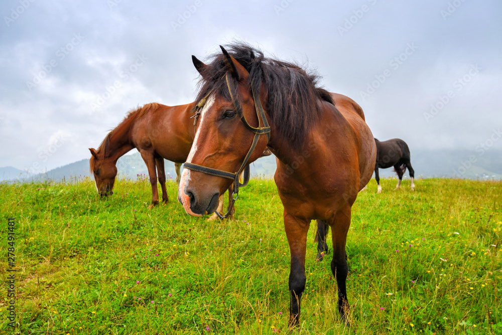 Horses on the meadow in the mountains. Foggy morning pasture Horses on the meadow in the mountains. Foggy morning pasture