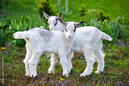 Two white baby goats standing on green lawn