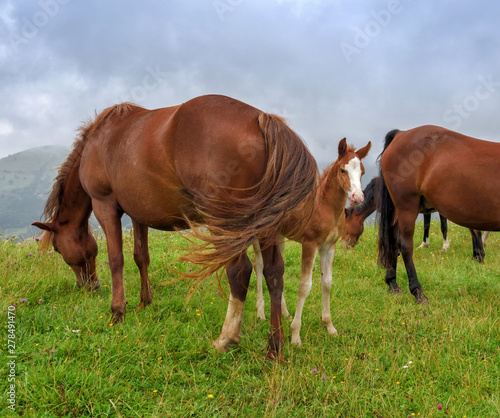 Horses on the meadow in the mountains. Foggy morning pasture