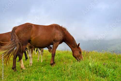 Horses on the meadow in the mountains. Foggy morning pasture