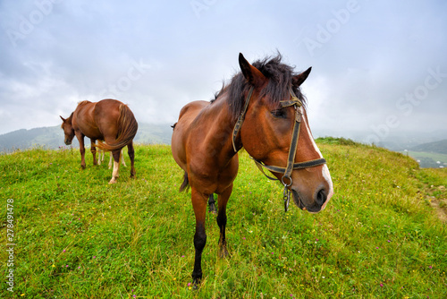 Horses on the meadow in the mountains. Foggy morning pasture