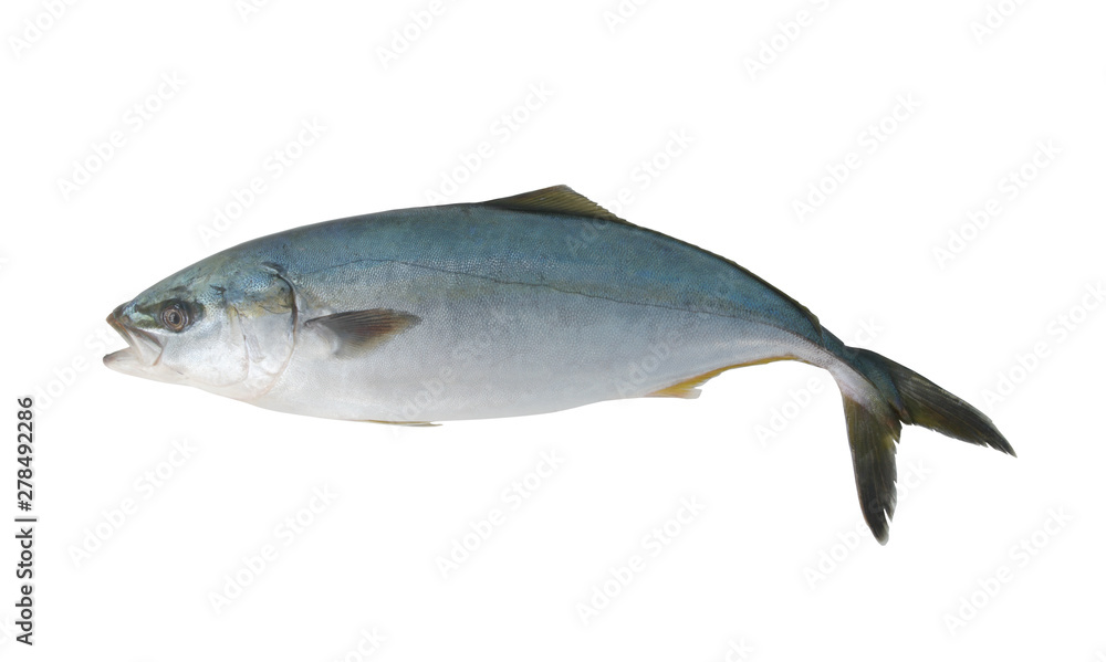 Yellowtail amberjack fish isolated on white background Yellowtail amberjack fish isolated on white background