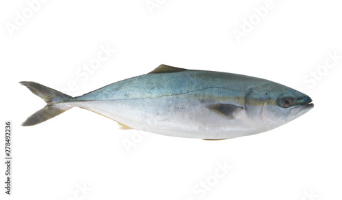 Yellowtail amberjack fish isolated on white background