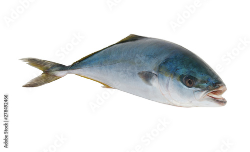 Seriola dumerili fish or greater amberjack fish isolated on white background  photo