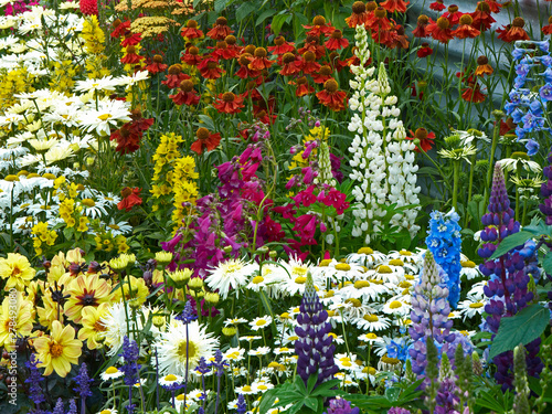 Close up of a colourful flower border with mixed planting including Lupins, phlox and Leucanthemums