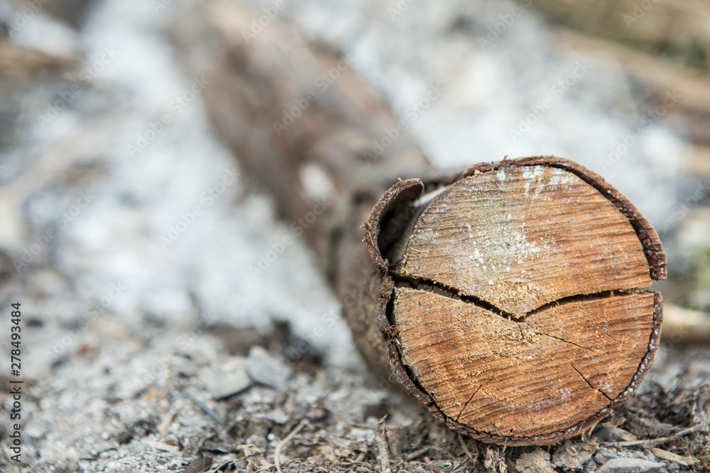 Selective focus of Firewood in the ashes Selective focus of Firewood in the ashes