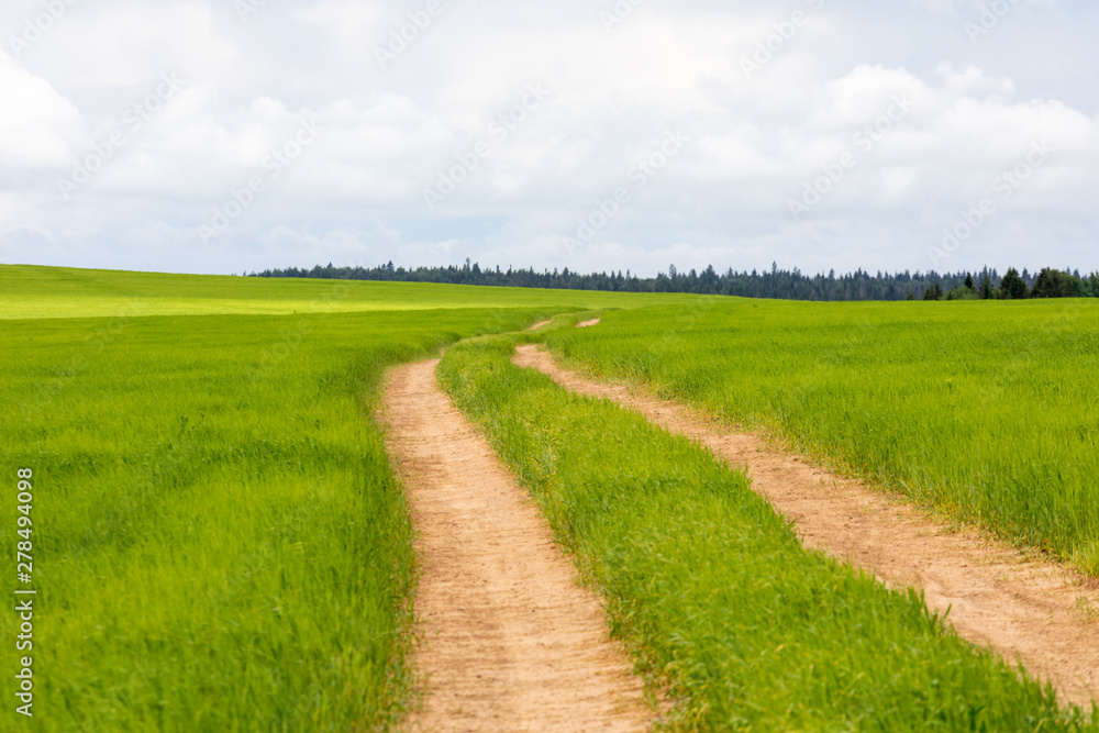 Rural road that goes through green meadows and fields. Sunny summer day