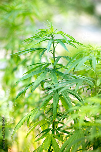 Closeup side view of a cannabis plant outdoors