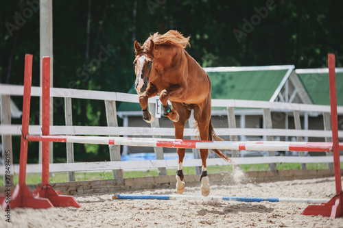 portrait of red trakehner stallion horse jumping photo